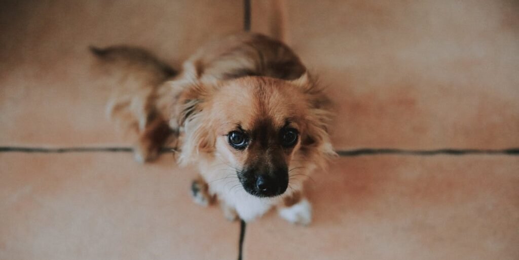 Ultimate Guide to Automatic Feeders for your Dog, dog begging