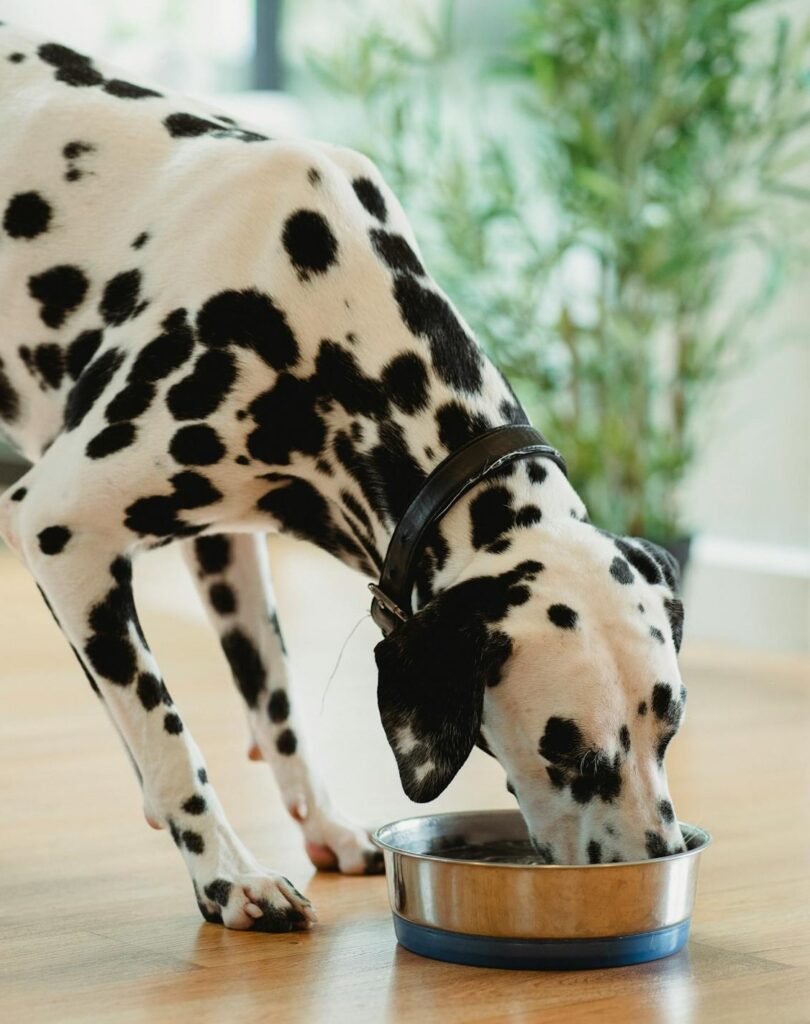 Why Homemade Dog Food Is Healthier Than Kibble