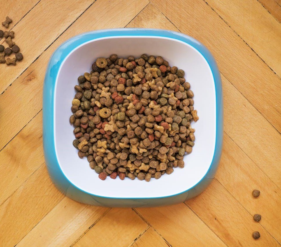 Why Homemade Dog Food Is Healthier Than Kibble