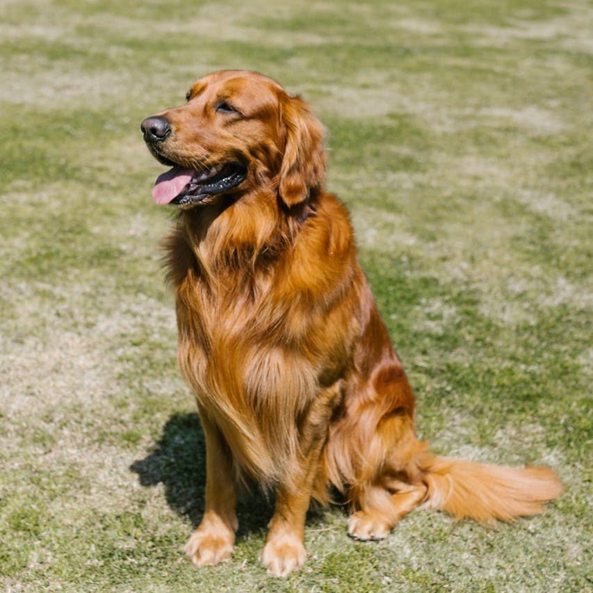 golden retrievers are the best family dogs