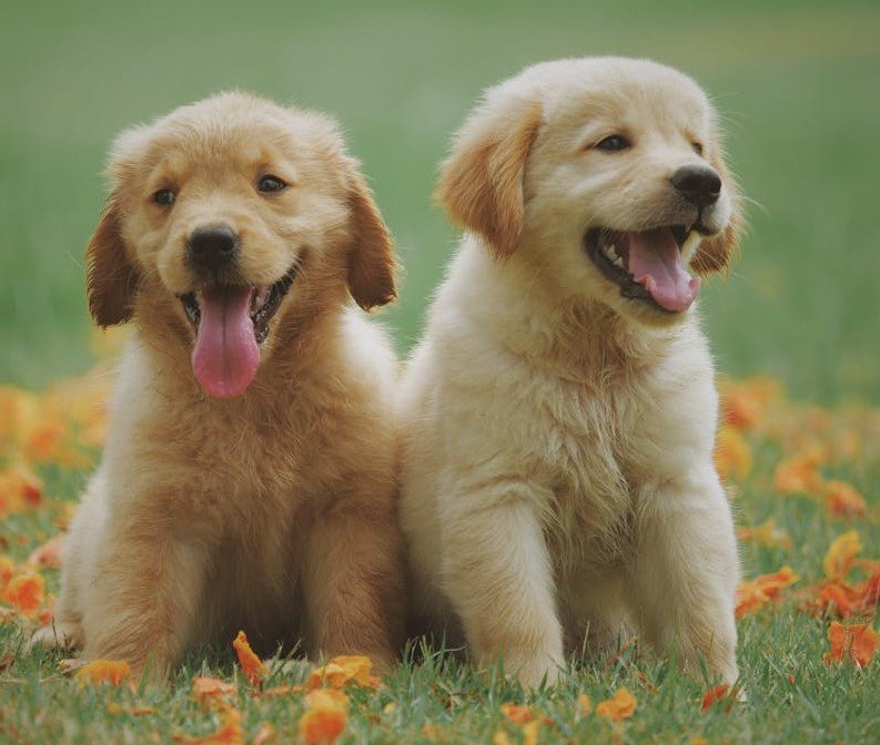 Ultimate Guide to Automatic Feeders for your Dog