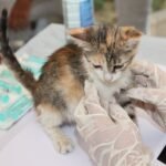 Top 10 Common Kitten Health Issues