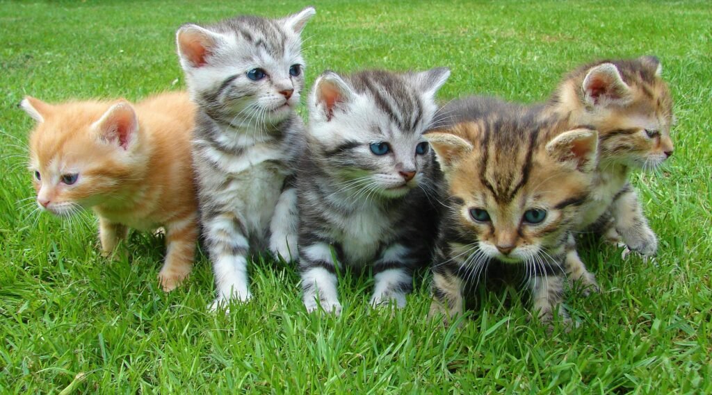 top-10-common-kitten-health-issues-2026