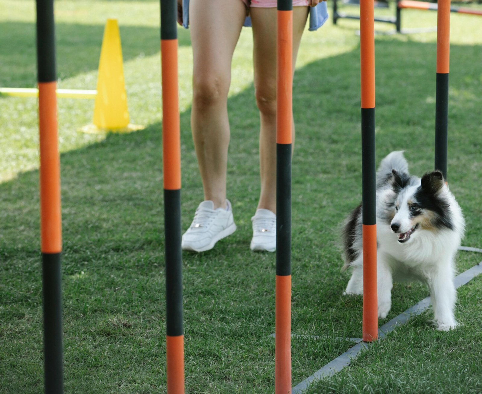 essential dog rehab exercises