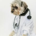 vet dog