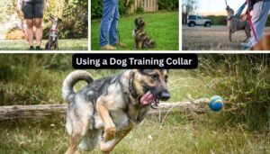 Using a Dog Training Collar Safely and Effectively