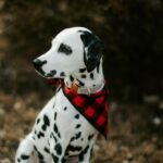 Using a Dog Training Collar