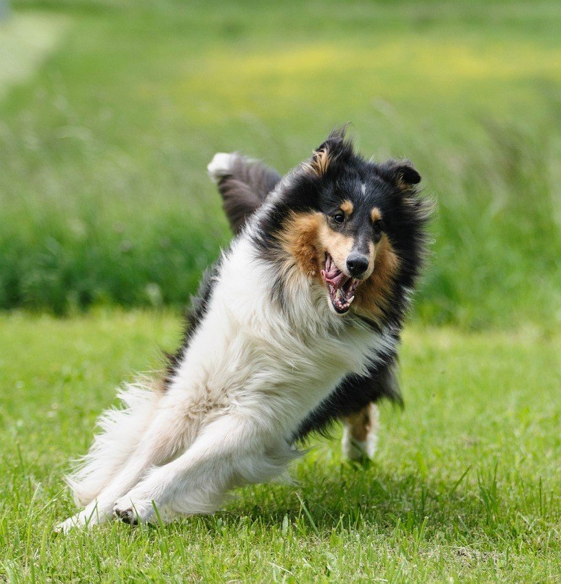 Using a Dog Training Collar