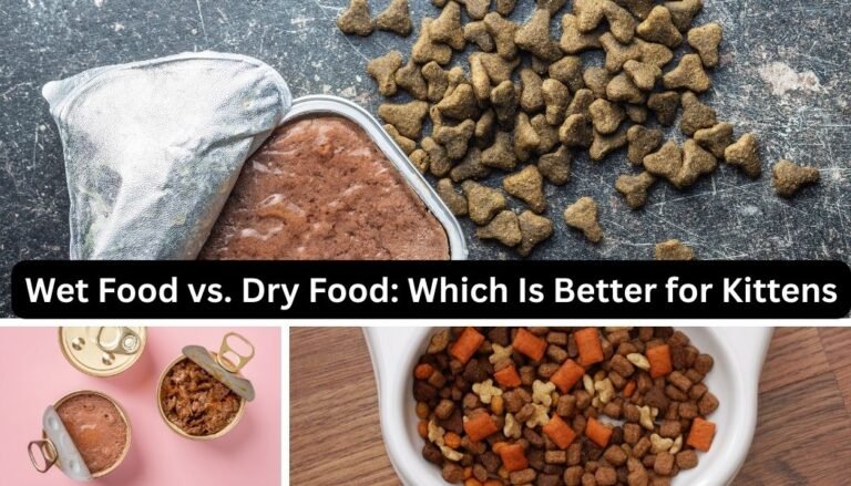 Wet Food vs. Dry Food: Which Is Better for Kittens